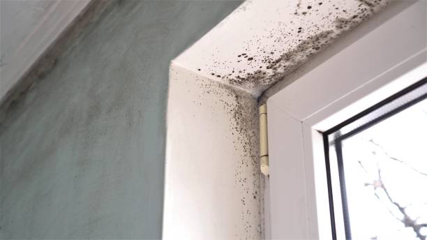 Best Mold Testing and Inspection Services in Alameda, CA
