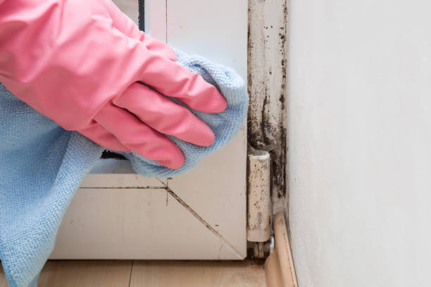 Best Residential Mold Remediation in Alameda, CA